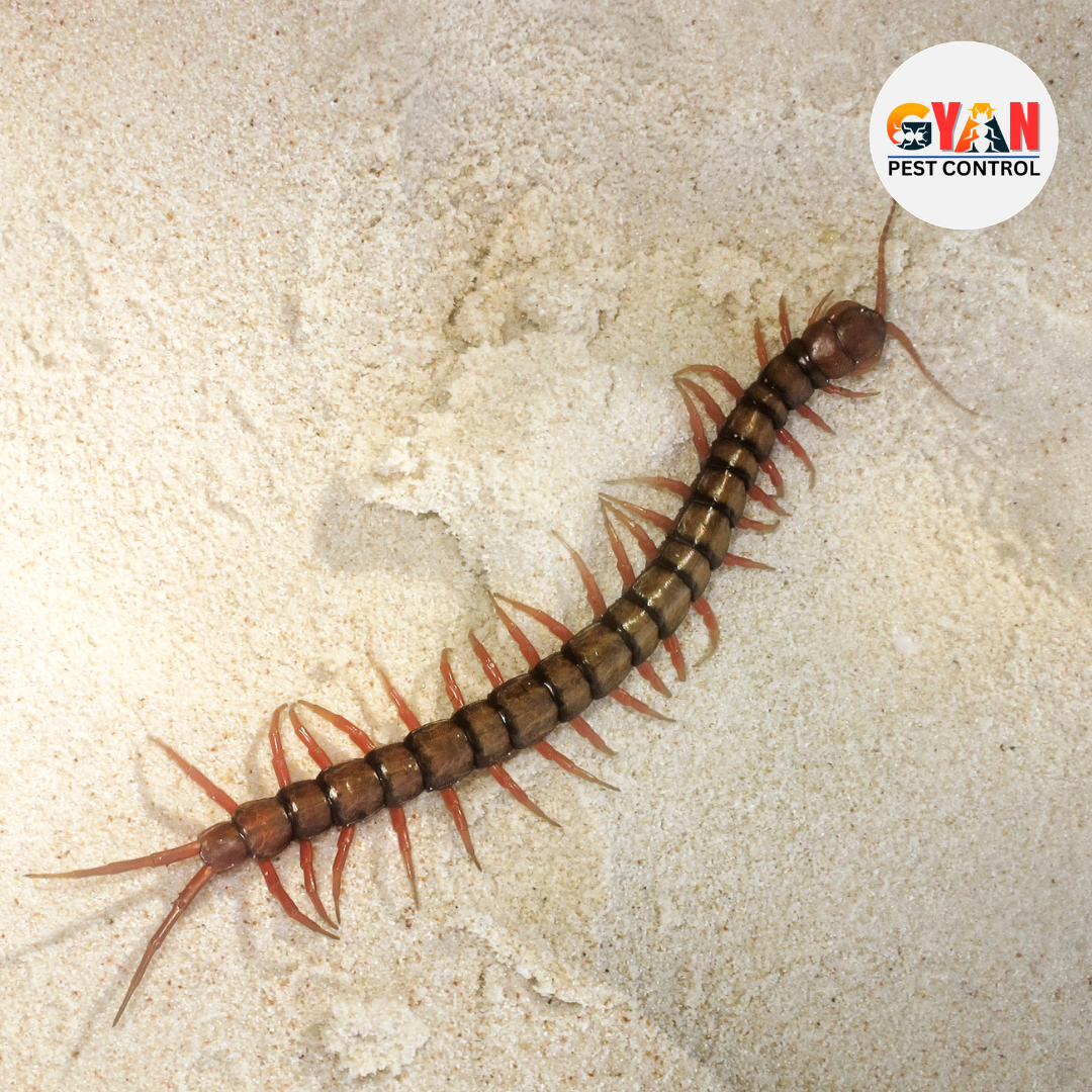 Centipede Control